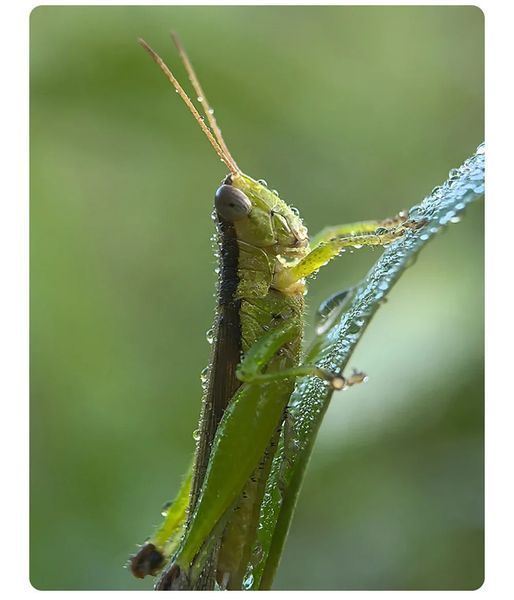 Макрооб'єктив для телефона 45-85 мм професійний Kase Master Macro Plus F4933 фото