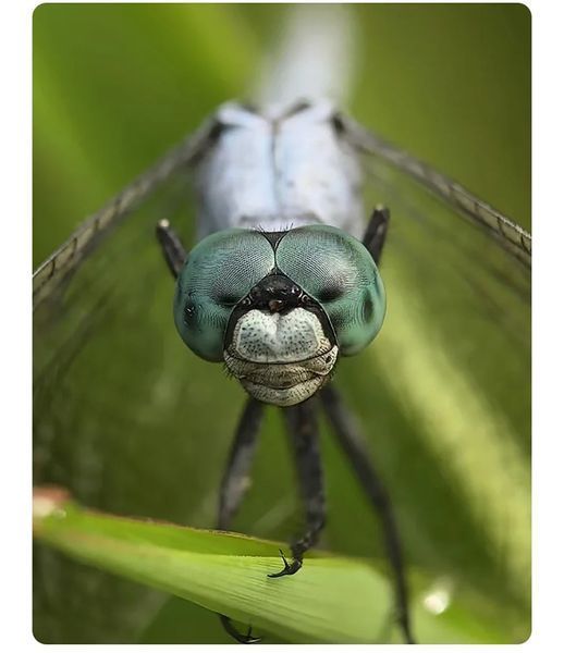 Макрооб'єктив для телефона 45-85 мм професійний Kase Master Macro Plus F4933 фото