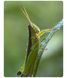 Макрооб'єктив для телефона 45-85 мм професійний Kase Master Macro Plus F4933 фото 7