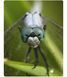 Макрооб'єктив для телефона 45-85 мм професійний Kase Master Macro Plus F4933 фото 5